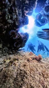 岩陰のミノカサゴと、海洋実習中のダイバーたち